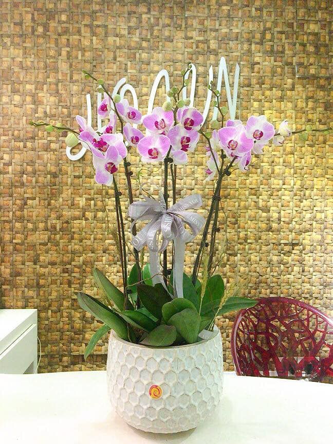 Mua lan hồ điệp mini dịp Tết Canh Tý sang - sành - nghệ thuật ở đâu?