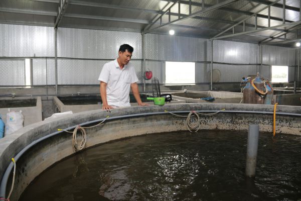 Ai là người mang cá rô phi Bảo Lộc về Việt Nam