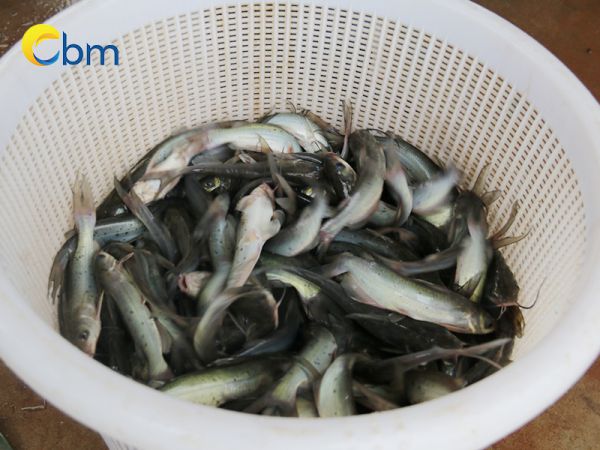 giống cá lăng Hải Phòng