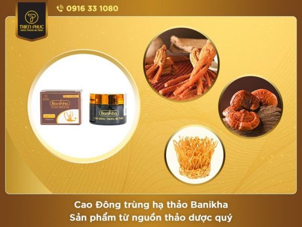 cao đông trùng hạ thảo banikha 