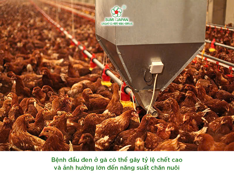 bệnh đầu đen ở gà