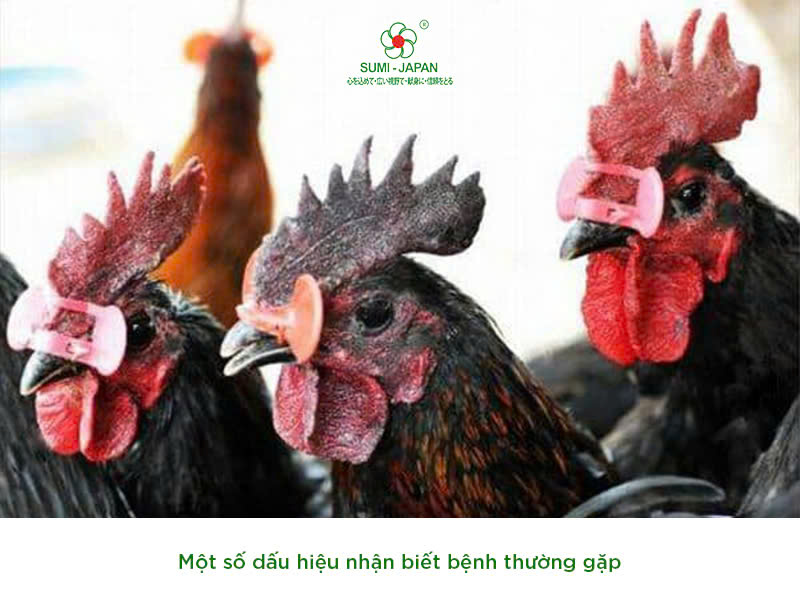 bệnh đầu đen ở gà