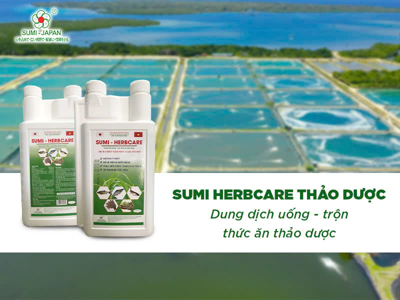 Top những loại thuốc thủy sản thảo dược hiệu quả cho tôm bị bệnh gan