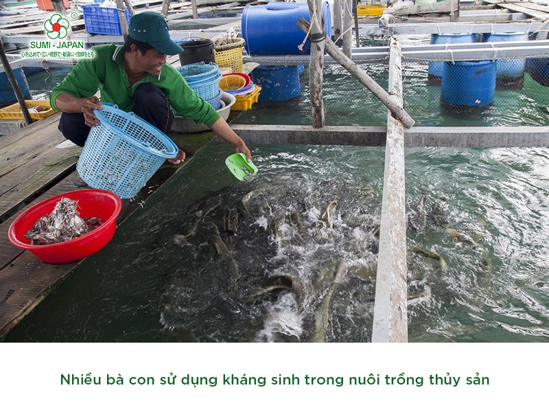 Kháng sinh trong nuôi trồng thủy sản: Sử dụng như thế nào mới đúng, không lạm dụng?