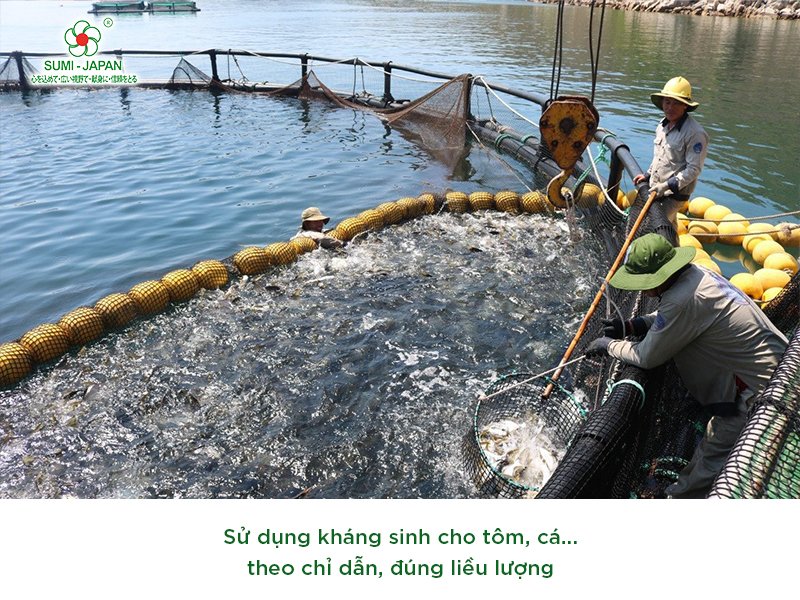 Kháng sinh trong nuôi trồng thủy sản: Sử dụng như thế nào mới đúng, không lạm dụng?