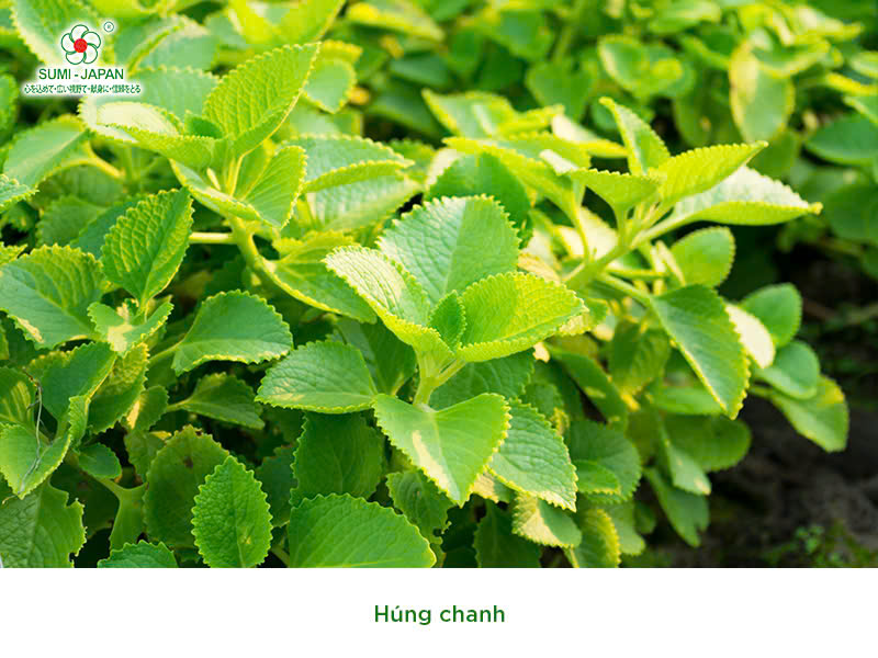 trị bệnh khò khè cho gà chọi 