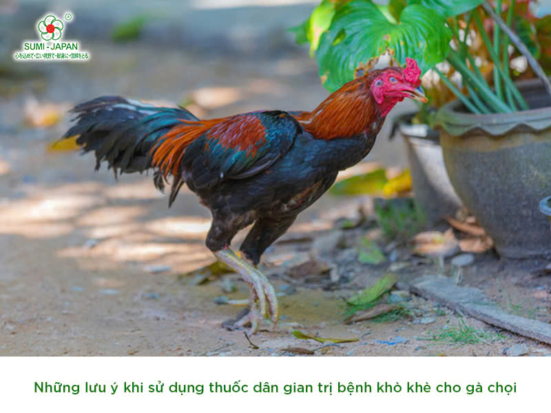 trị bệnh khò khè cho gà chọi 