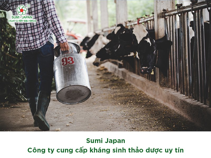 Gia tăng hiệu quả chăn nuôi với kháng sinh thảo dược của Sumi Japan