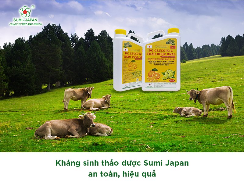 Gia tăng hiệu quả chăn nuôi với kháng sinh thảo dược của Sumi Japan