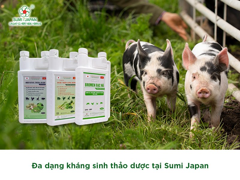 Gia tăng hiệu quả chăn nuôi với kháng sinh thảo dược của Sumi Japan
