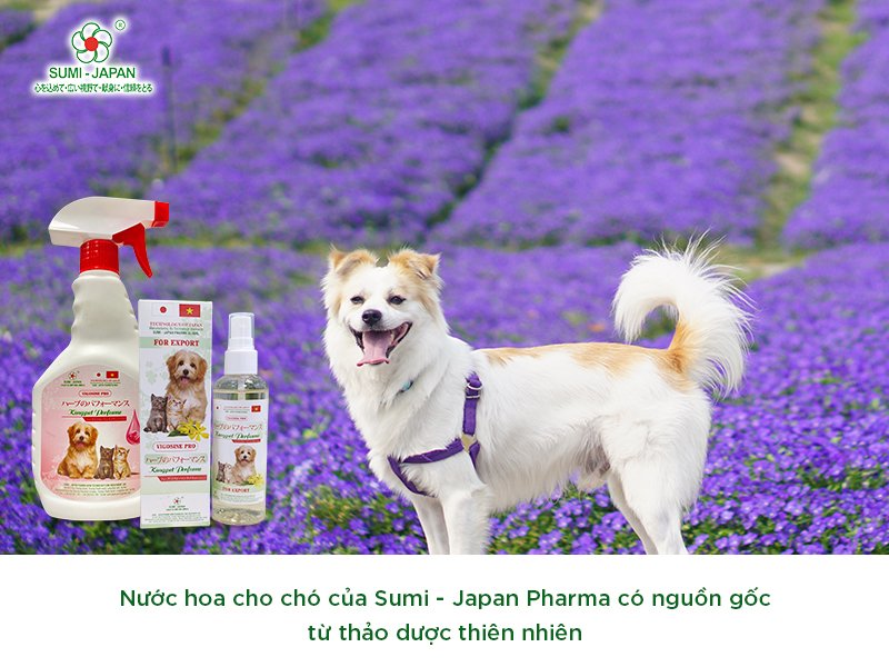 Nước hoa cho chó tại công ty Sumi - Japan Pharma: Sự lựa chọn hàng đầu cho chủ pet shop và người nuôi thú cưng