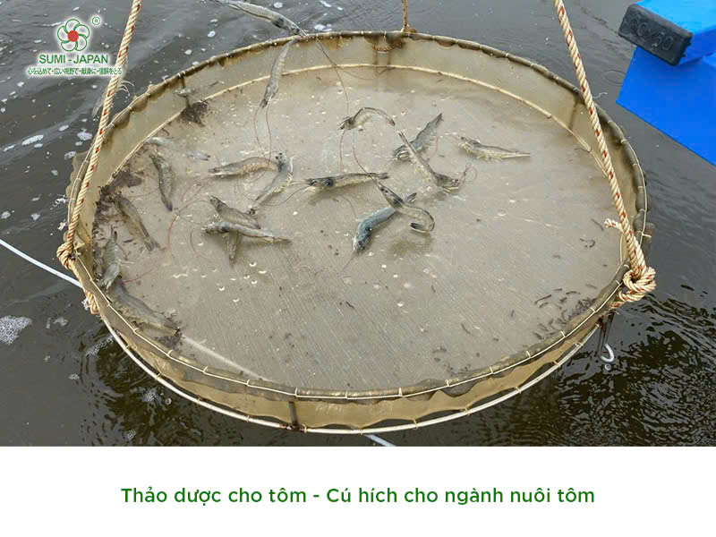 Thảo dược cho tôm