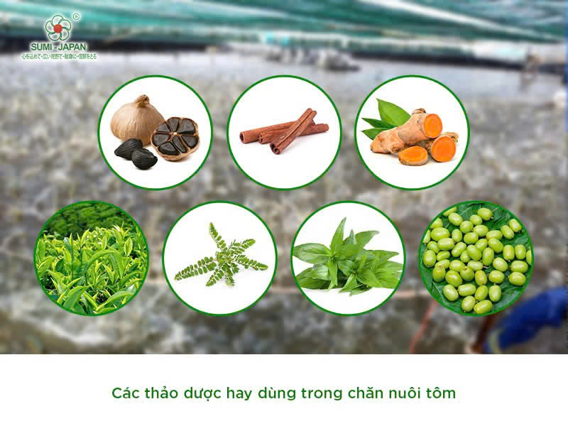 Thảo dược cho tôm