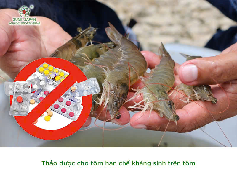 Thảo dược cho tôm