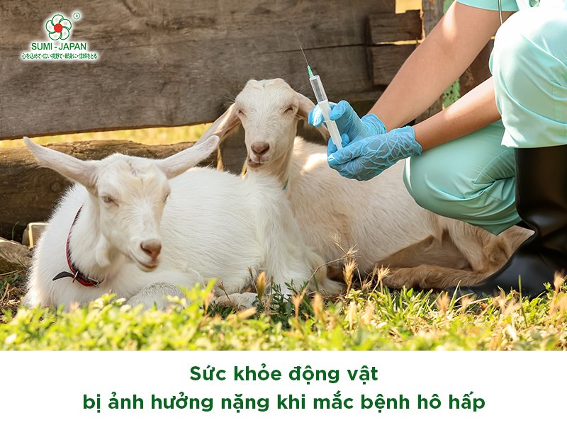 Thuốc đặc trị hô hấp cho vật nuôi - Giải pháp chăm sóc sức khỏe vật nuôi an toàn